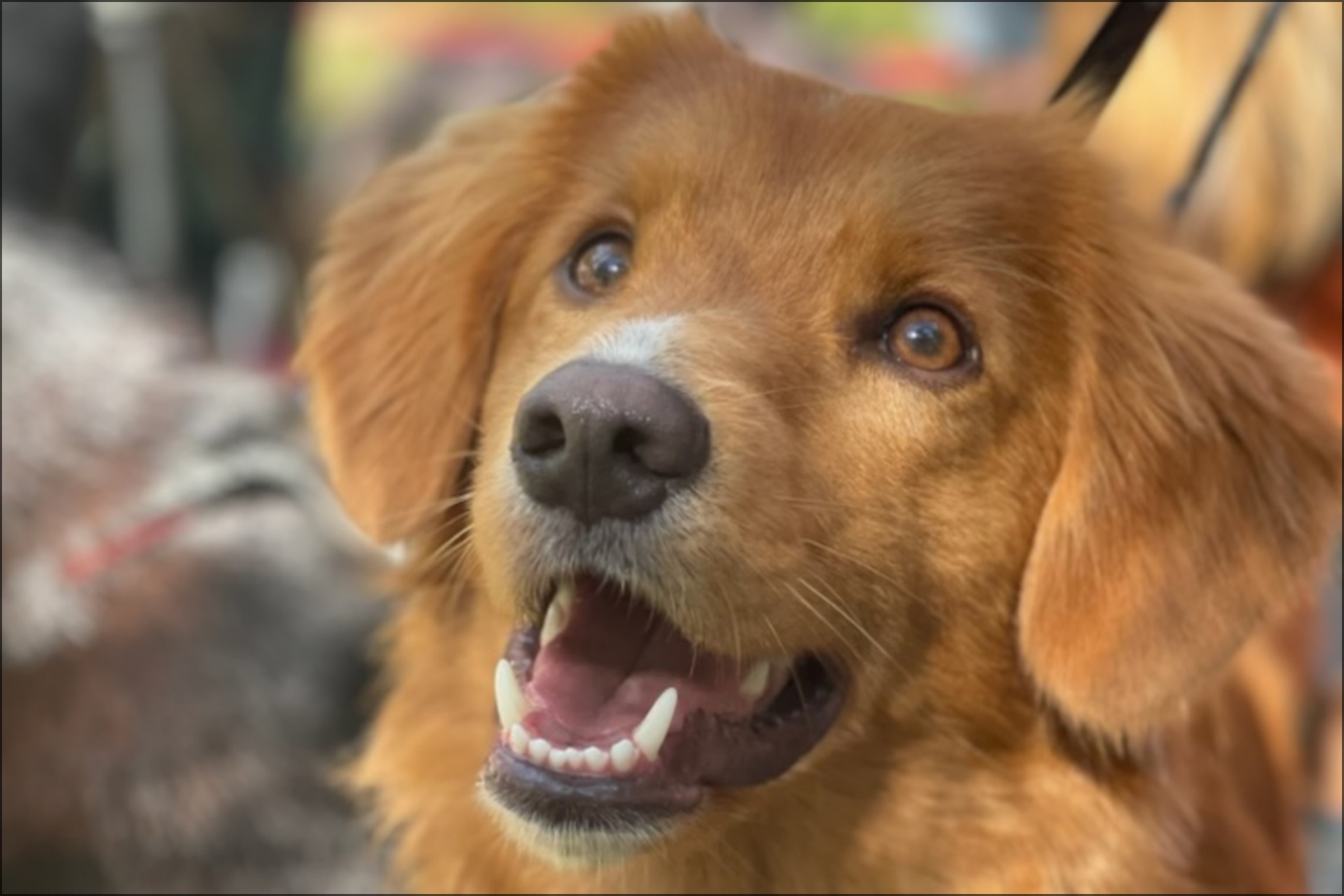 Koda_profil_stor Koda_profil_stor